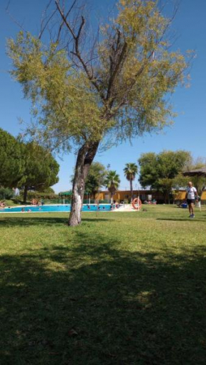 El laurel y el limonero. Las Pajanosas